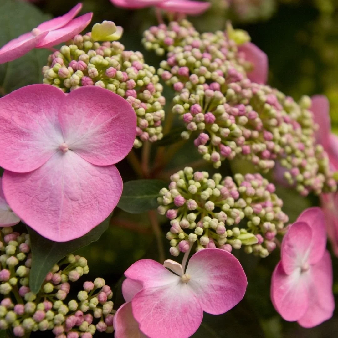 Aromantic様　hydrangea様セット　さぁやさま・:*+ Twist-n-Shout® Reblooming Hydrangea — Plant and Bloom Design Studio